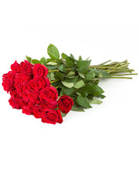 red roses