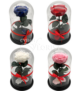 Eternal rose