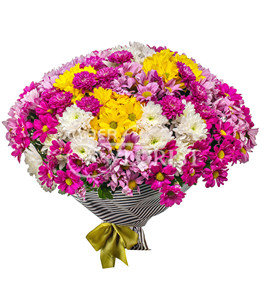 spray chrysanthemums