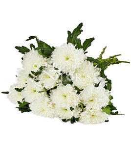 white chrysanthemums. Grodno