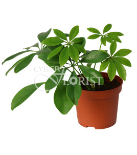 Schefflera plant in a pot