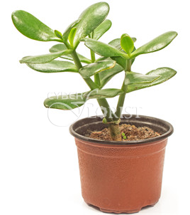 Crassula (Money Tree) plant in a pot.. Frankfurt am Main
