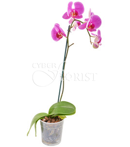 Pink Phalaenopsis orchid in a pot