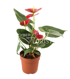 Potted tropical plant 'Anthurium plant in a pot' - delivery from