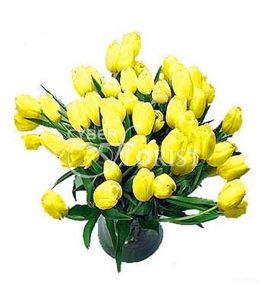 yellow tulips