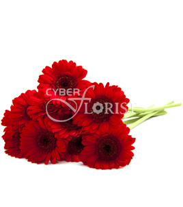 Red Gerberas