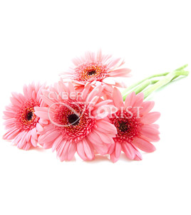 Pink Gerberas