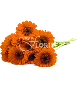 Orange Gerberas. Den Haag