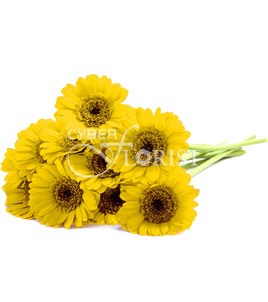 Yellow Gerberas. Den Haag