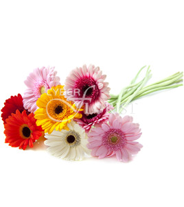 Order bouquet of mixed color gerberas delivery 