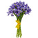 Irises. Romania