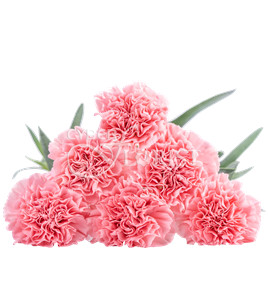 Pink Carnations