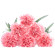 Pink Carnations. Russia