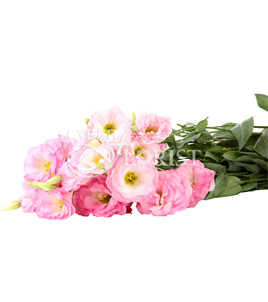Pink Lisianthuses