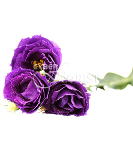 Purple Lisianthuses