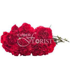Red Carnations